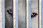 GERMANY ANIMALS SLED DOG RACE