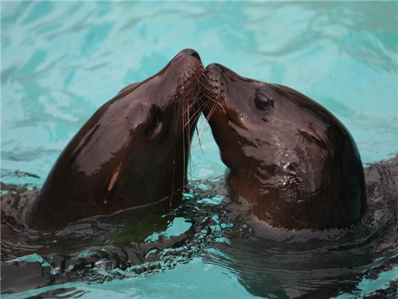 Zoološki vrt za Valentinovo organizira 'Seksi ture ZOO vrtom' 