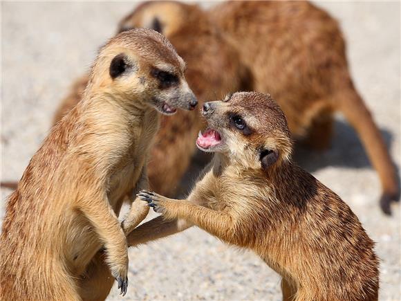 Zoološki vrt za Valentinovo organizira 'Seksi ture ZOO vrtom' 