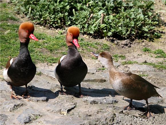 Zoološki vrt za Valentinovo organizira 'Seksi ture ZOO vrtom' 