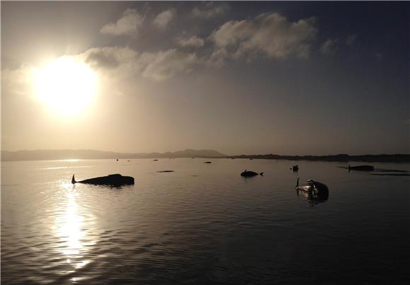 NEW ZEALAND WHALE STRANDING