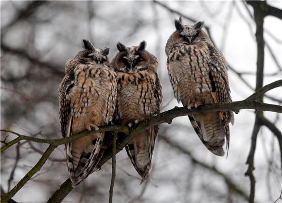 RUSSIA NATURE OWLS