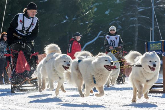 GERMANY SLED DOG RACING