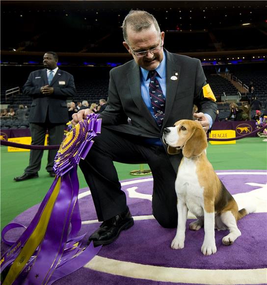 USA NEW YORK WESTMINSTER KENNEL CLUB DOG SHOW