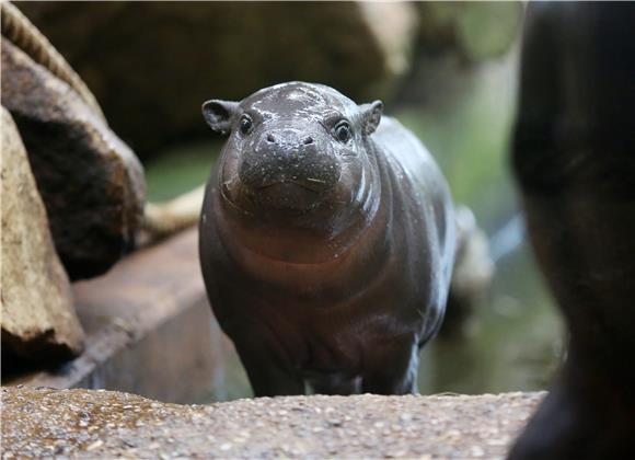 GERMANY ANIMALS PYGMY HIPPOPOTAMUS