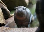 GERMANY ANIMALS PYGMY HIPPOPOTAMUS