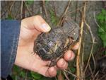 Čisteći garažu u Dalju pronašla četiri ručne bombe