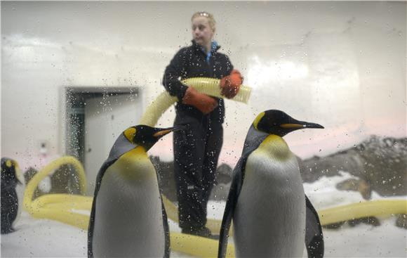 AUSTRALIA KING PENGUINS