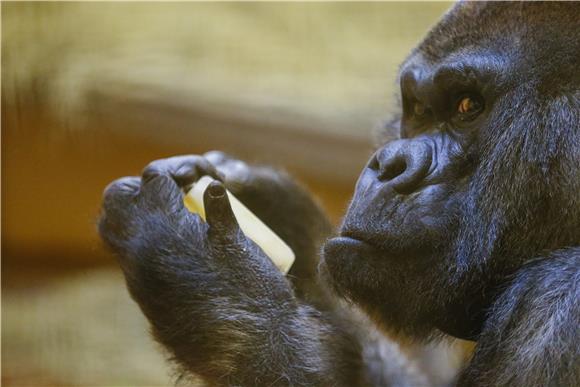 USA ELDERLY GORILLAS