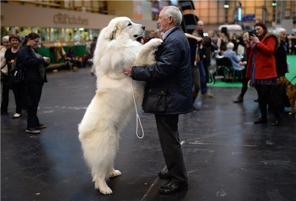 BRITAIN ANIMALS CRUFTS DOG SHOW