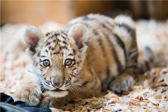 GERMANY ANIMALS TIGER CUB