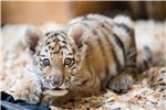 GERMANY ANIMALS TIGER CUB