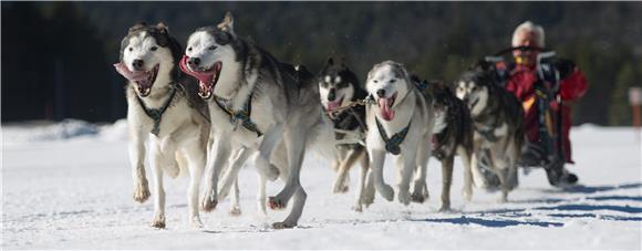 AUSTRIA DOG SLEIGH WORLD CHAMPIONSHIPS