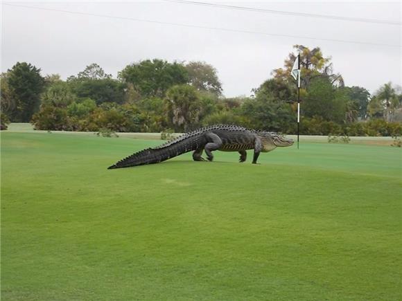 USA GOLF COURSE ALLIGATOR