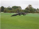 USA GOLF COURSE ALLIGATOR