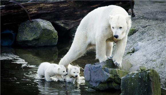 NETHERLANDS ANIMALS 