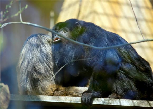 Zagrebački ZOO dobio par crnih urlikavaca