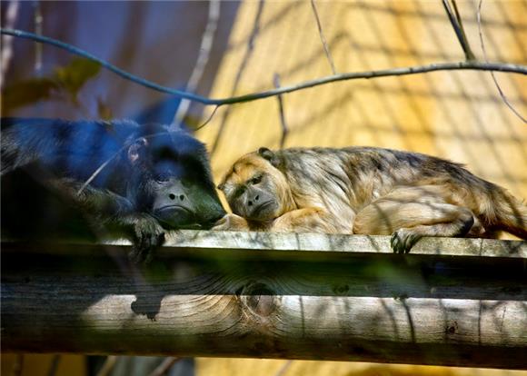 Zagrebački ZOO dobio par crnih urlikavaca