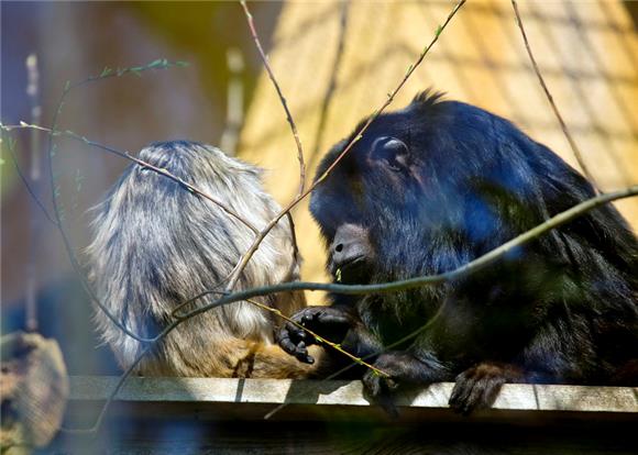 Zagrebački ZOO dobio par crnih urlikavaca