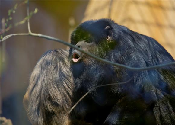 Zagrebački ZOO dobio par crnih urlikavaca