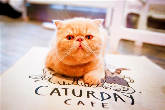 THAILAND CATURDAY CAT CAFE