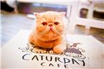 THAILAND CATURDAY CAT CAFE