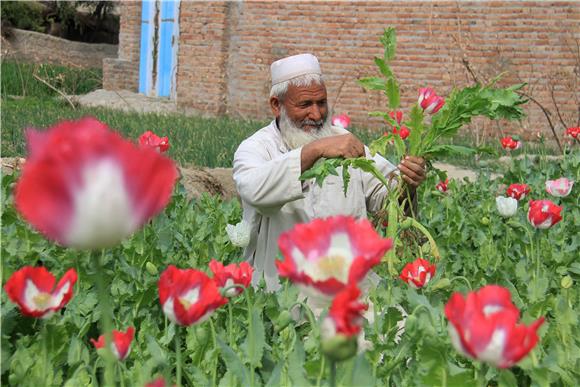 AFGHANISTAN POPPY