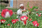 AFGHANISTAN POPPY