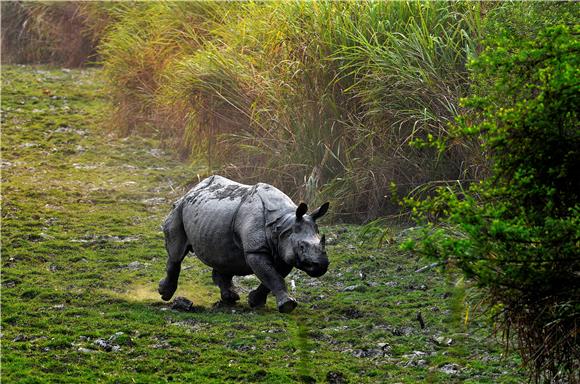 INDIA WILDLIFE