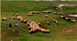 Njemačka: magarci štite stada ovaca od vukova