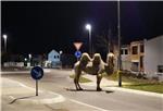 GERMANY ESCAPED CIRCUS CAMEL