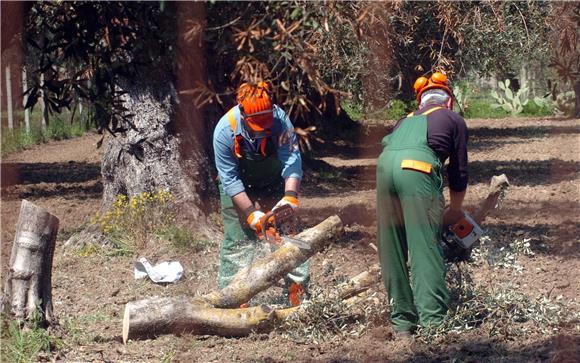 ITALY BACTERIA INFECTED OLIVE TREES