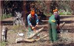 ITALY BACTERIA INFECTED OLIVE TREES