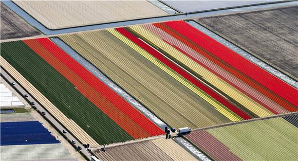 NETHERLANDS TULIP SEASON