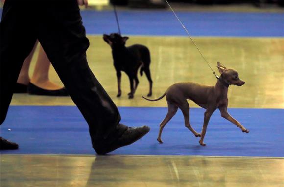 RUSSIA ANIMALS DOG SHOW