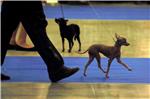 RUSSIA ANIMALS DOG SHOW