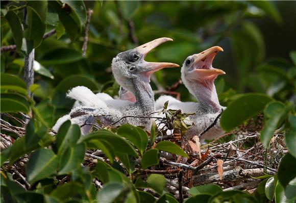 USA WAKODAHATCHEE WETLANDS