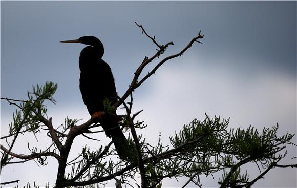 USA WAKODAHATCHEE WETLANDS