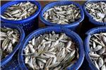 THAILAND EU FISHERIES WARNING 