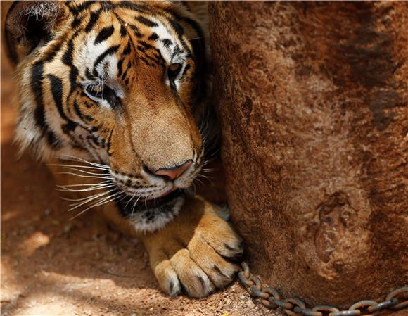 THAILAND TIGER TEMPLE