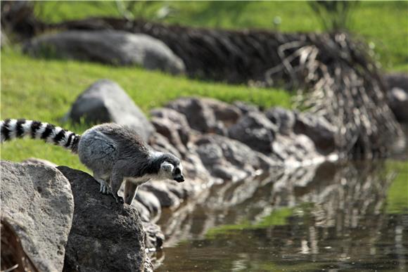 GUATEMALA ANIMALS