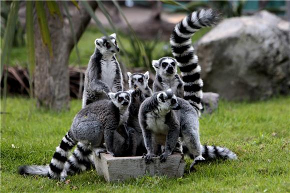 GUATEMALA ANIMALS