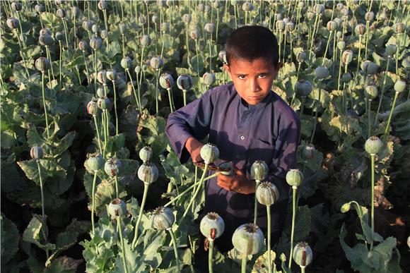 AFGHANISTAN POPPY CULTIVATION