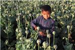 AFGHANISTAN POPPY CULTIVATION