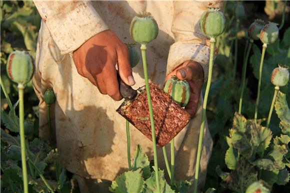 AFGHANISTAN POPPY CULTIVATION