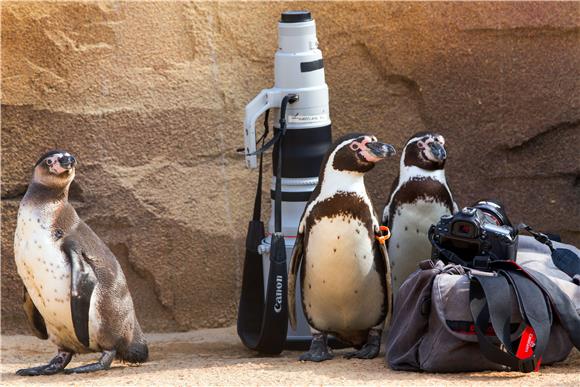 GERMANY PENGUINS