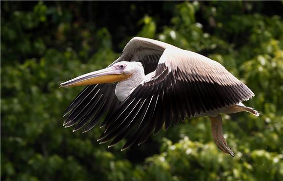 INDIA WORLD MIGRATORY BIRD DAY