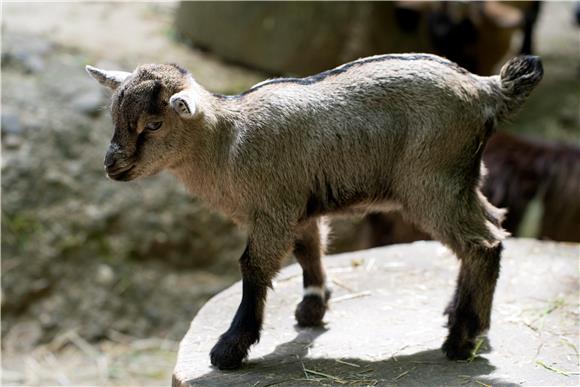 SWITZERLAND ANIMALS 