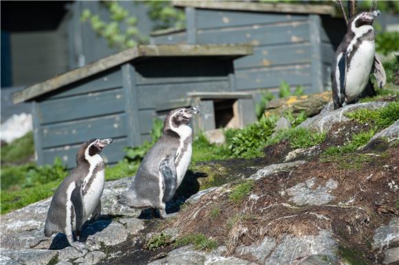 NORWAY CRIME PENGUINS 