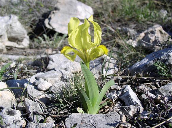 Dan biodiverziteta: Hrvatska doslovce kao cvjetna dolina